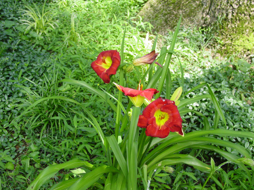 Daylily similar to cherry pie